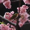 桜にミドリ