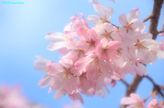 しだれ桜