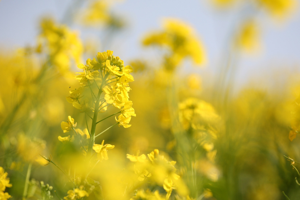 菜の花