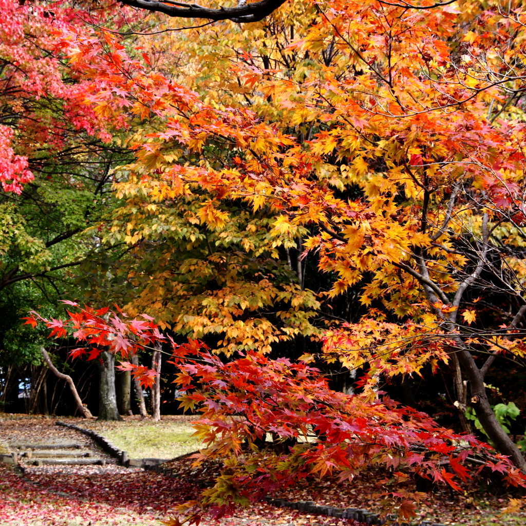 紅葉Ⅳ