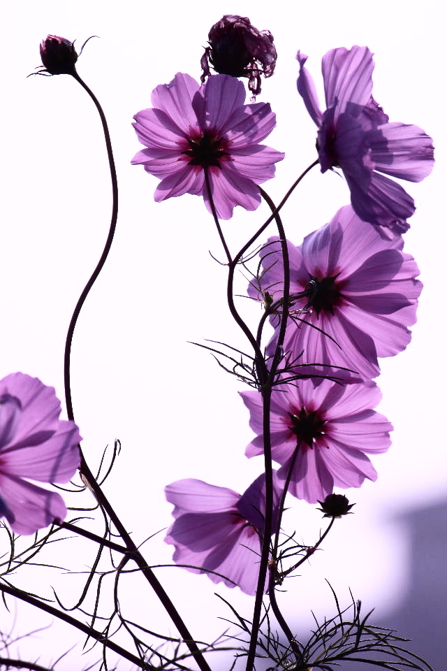 秋桜