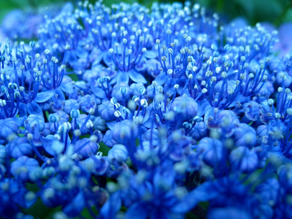 紫陽花