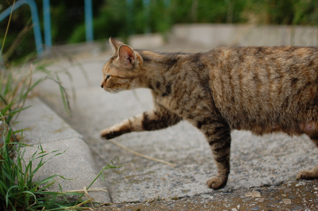 猫の行進