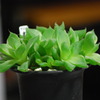 ハオルチア 京の華(Haworthia cymbiformis var. ang