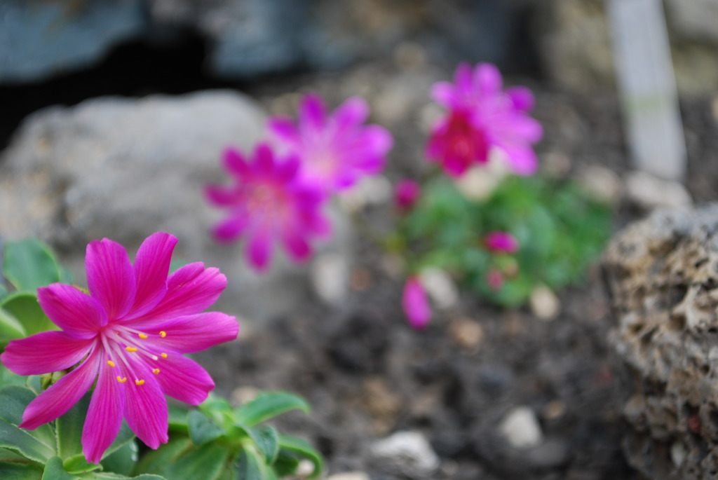 花々