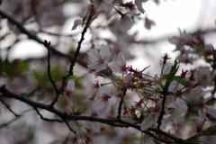 今年の桜