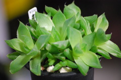 ハオルチア 京の華(Haworthia cymbiformis var. ang