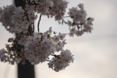 今年の桜3