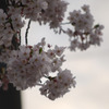 今年の桜3