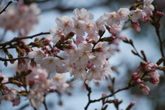 三ノ宮の桜