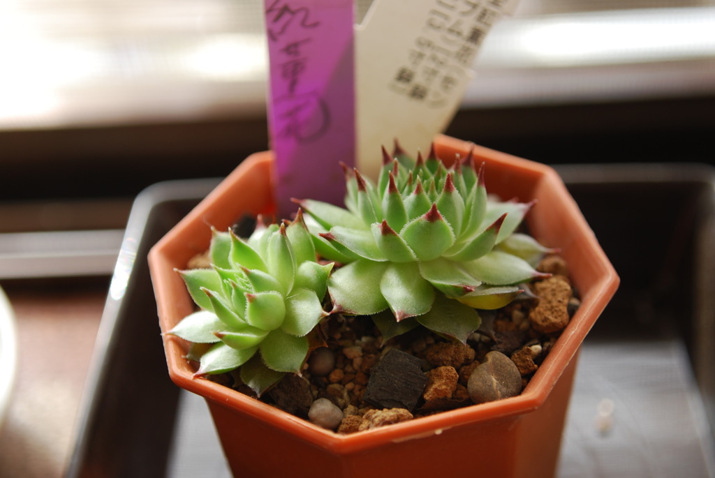 Sempervivum tectorum var.　紅薫花(コウクンカ)