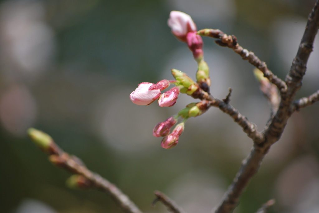 まだまだ蕾