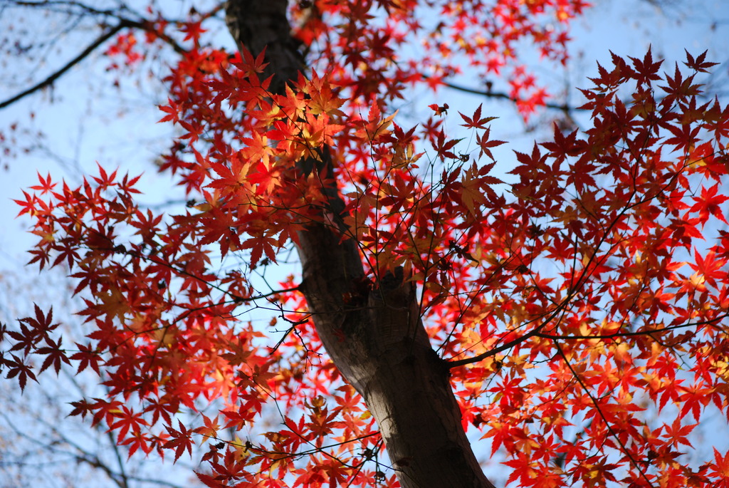 まさに「紅」葉