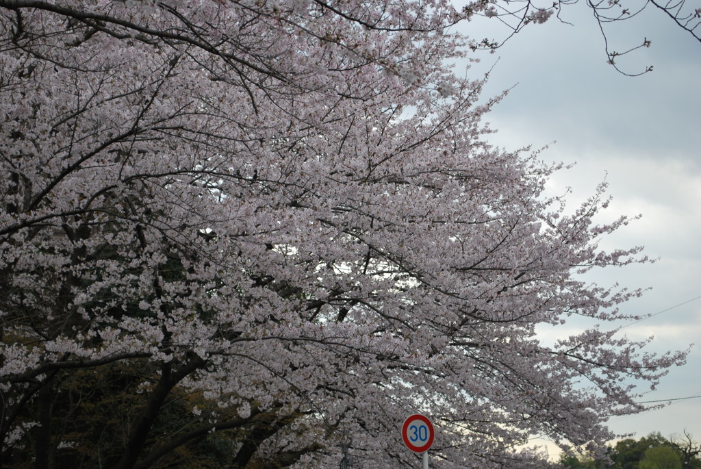 地元の桜2011