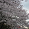 地元の桜2011