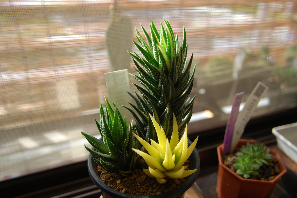 Haworthia hyb. KOTEKI NISHIKI　鼓笛錦（硬葉ハオルチ