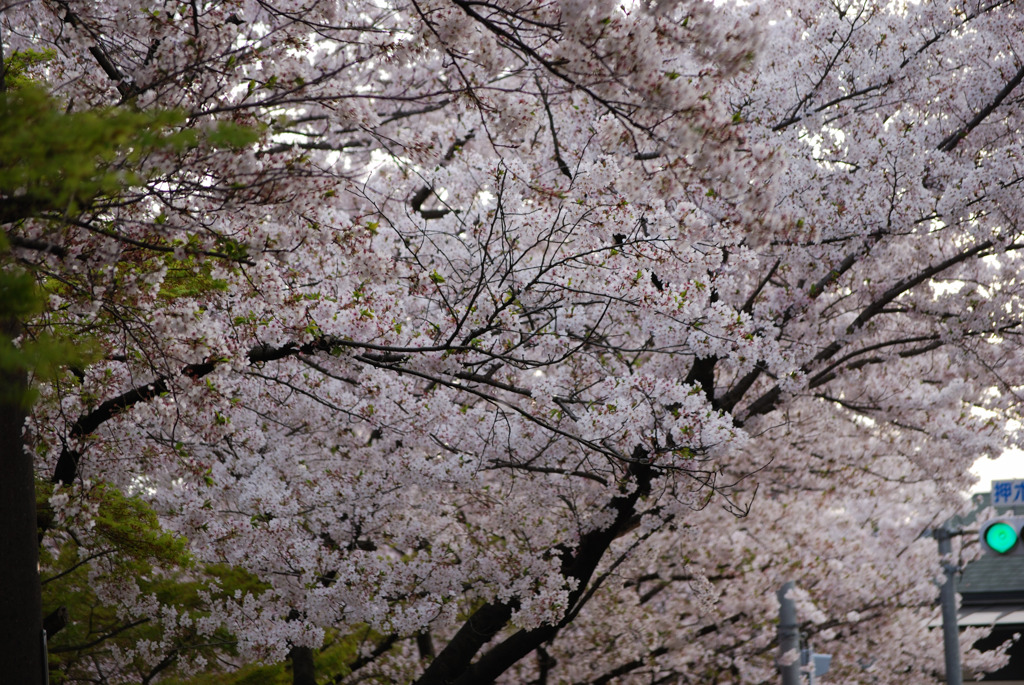 今年の桜2