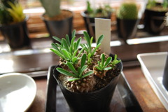 Euphorbia　ユーフォルビア　蛾眉山
