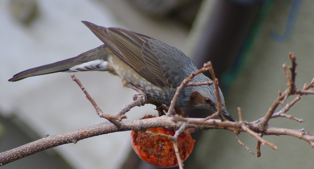 食べごろ