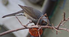 食べごろ