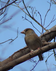 この鳥は？