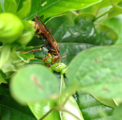 捕食者