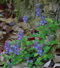 小径の花