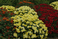 小菊