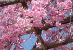 枝垂れ桜