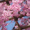 枝垂れ桜