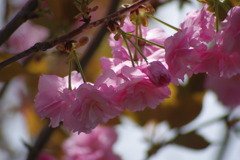 八重桜♬