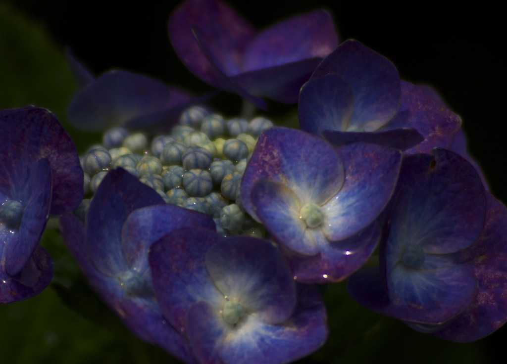 2公園の花