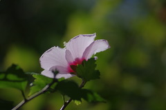  rose of Sharon　１