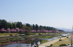 賀茂川の桜