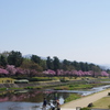 賀茂川の桜