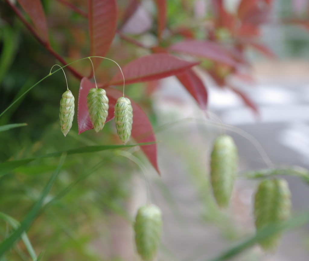 小判草
