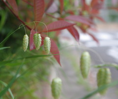 小判草