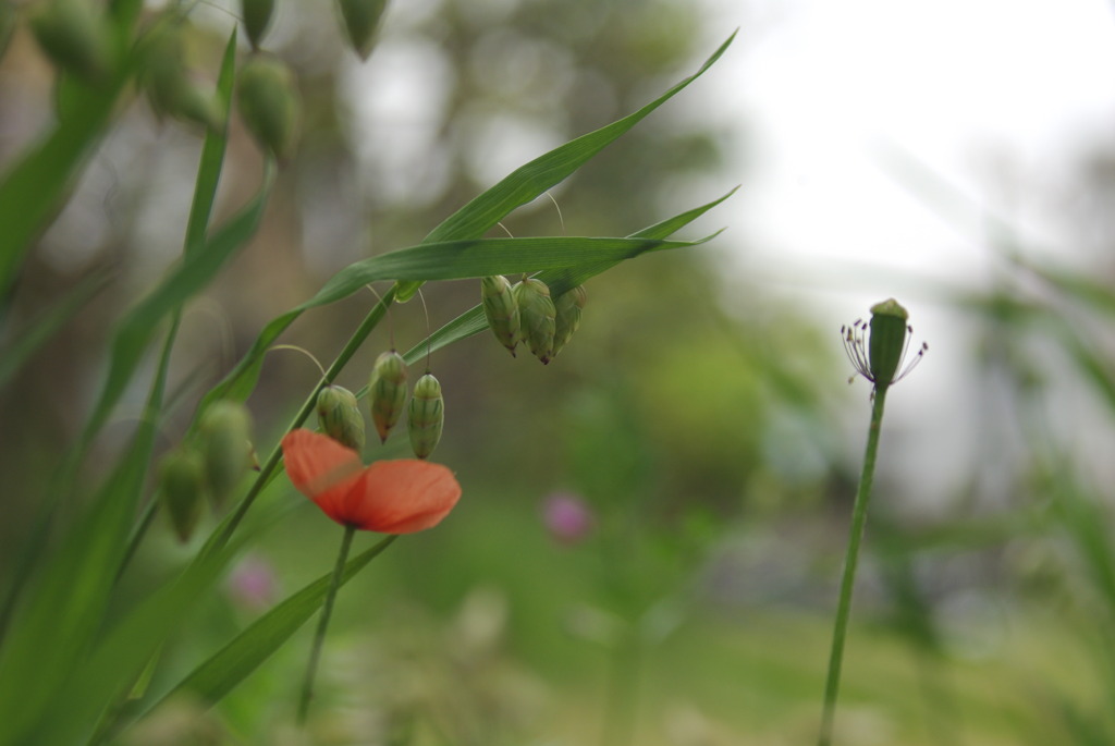 野草1