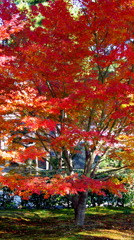 紅葉