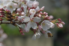 蜂蜜係の蜂