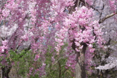 八重の枝垂れ桜