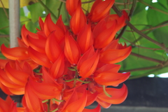 Mucuna bennettii