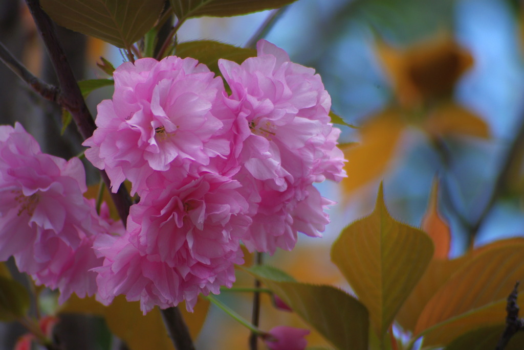 八重桜♪