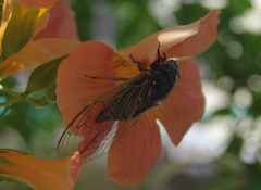 花に蝉