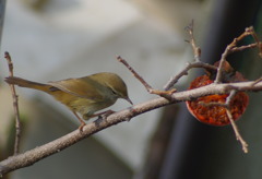 食べごろ2