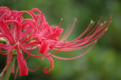 相思華