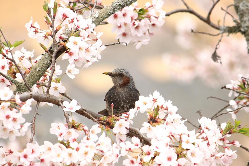 春到来