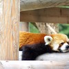 レッサーパンダ