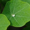 雨の落としもの