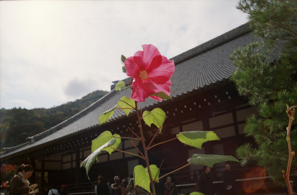 天龍寺